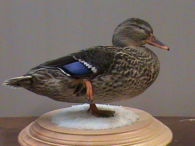 Mallard