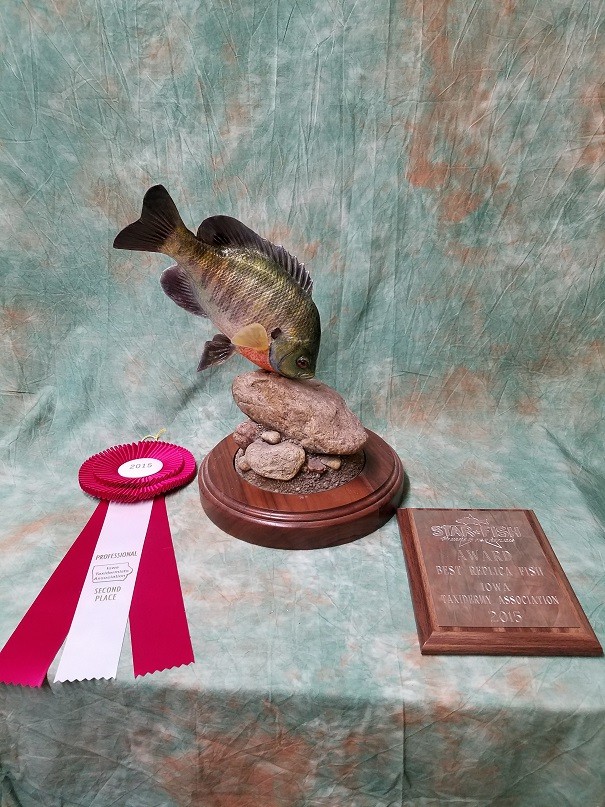 Blue gill fish mount with award ribbon